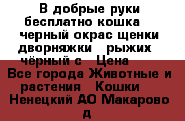 В добрые руки бесплатно,кошка,2.5черный окрас,щенки дворняжки,3 рыжих 1 чёрный,с › Цена ­ - - Все города Животные и растения » Кошки   . Ненецкий АО,Макарово д.